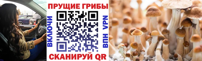 Галлюциногенные грибы ЛСД  mega зеркало  Аргун  сколько стоит 